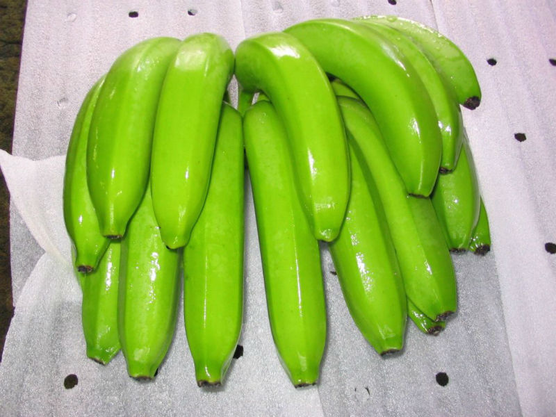 cavendish-banana