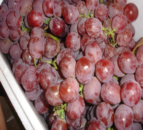 grapes-red-globe-seedless