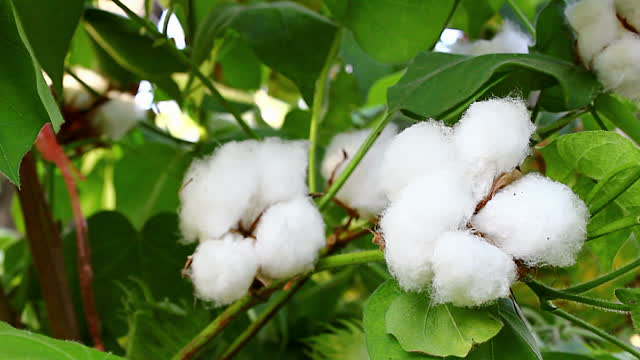 raw-cotton
