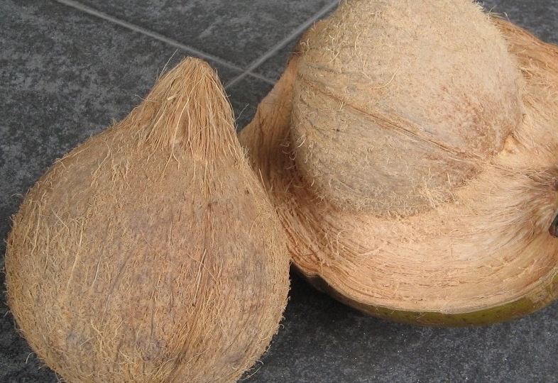 semi-husked-coconuts