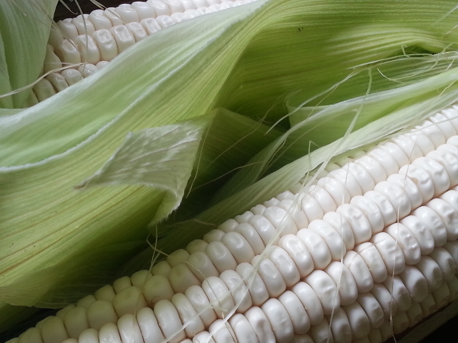 white-corn-01