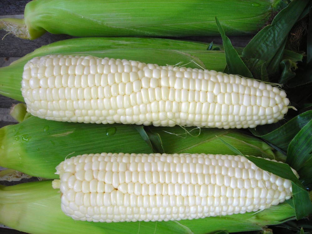 white-corn-02