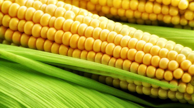 yellow-corn-02
