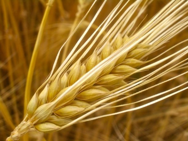 barley