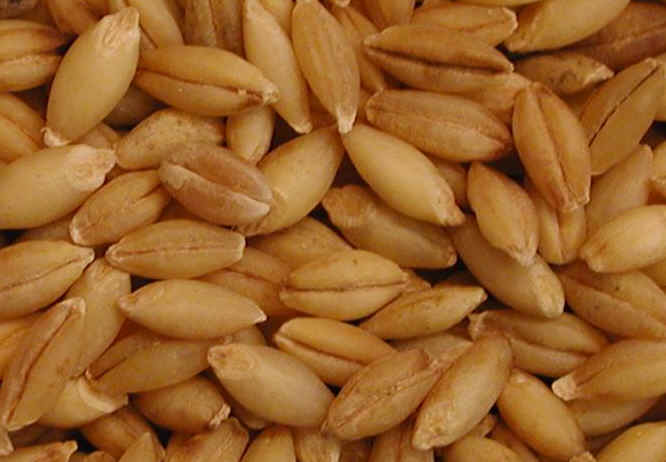 barley seeds