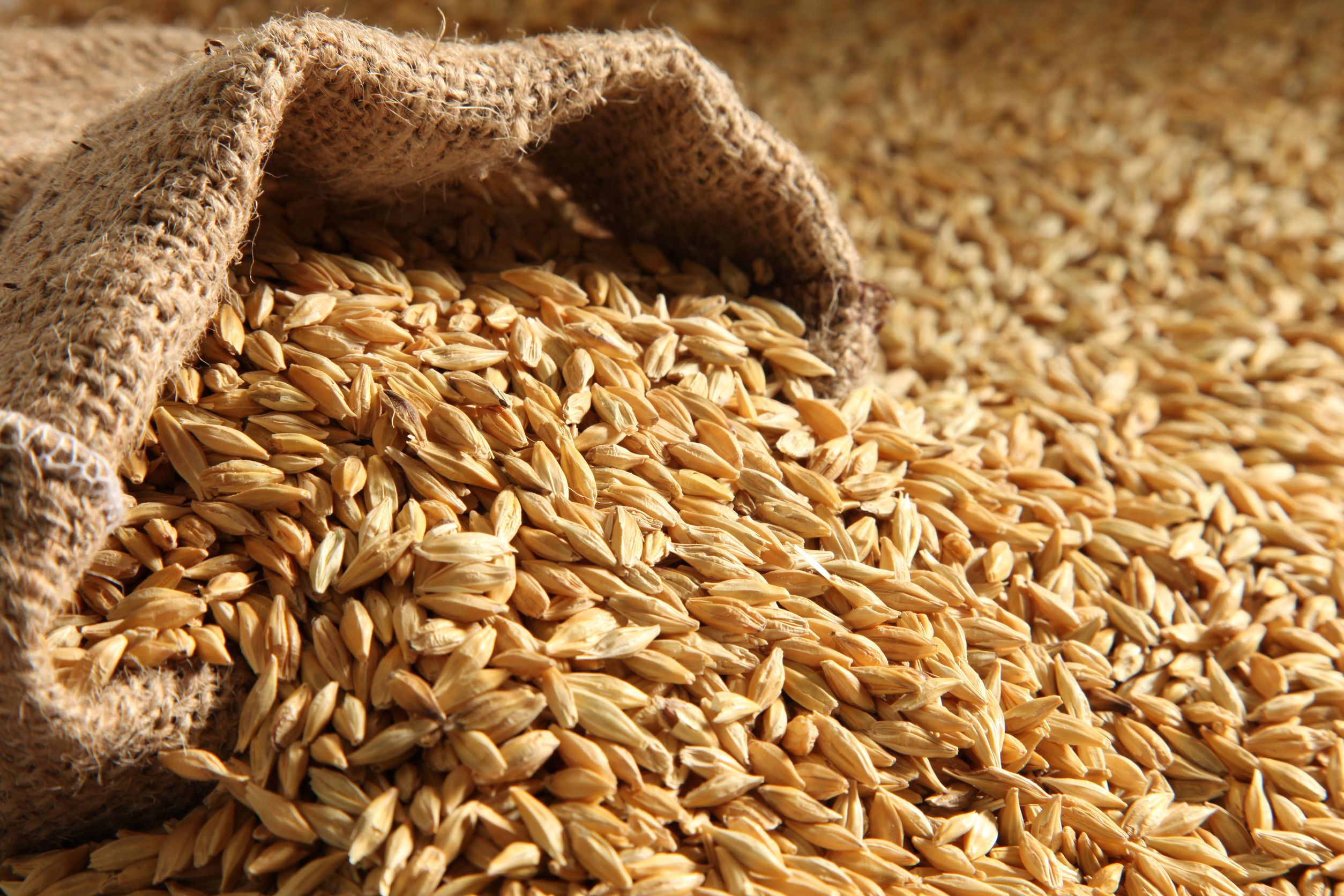 barley plant