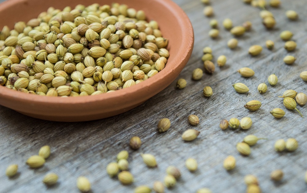 coriander