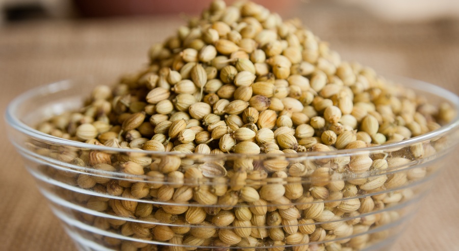 coriander