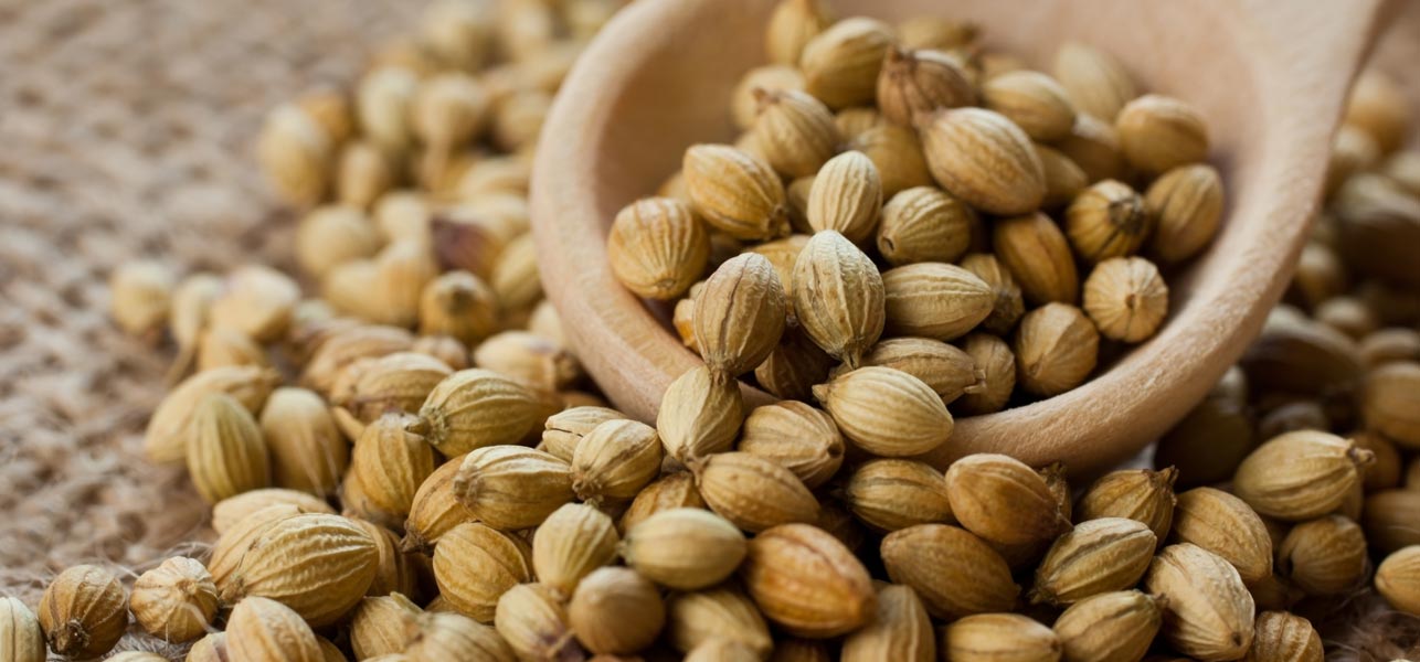 coriander
