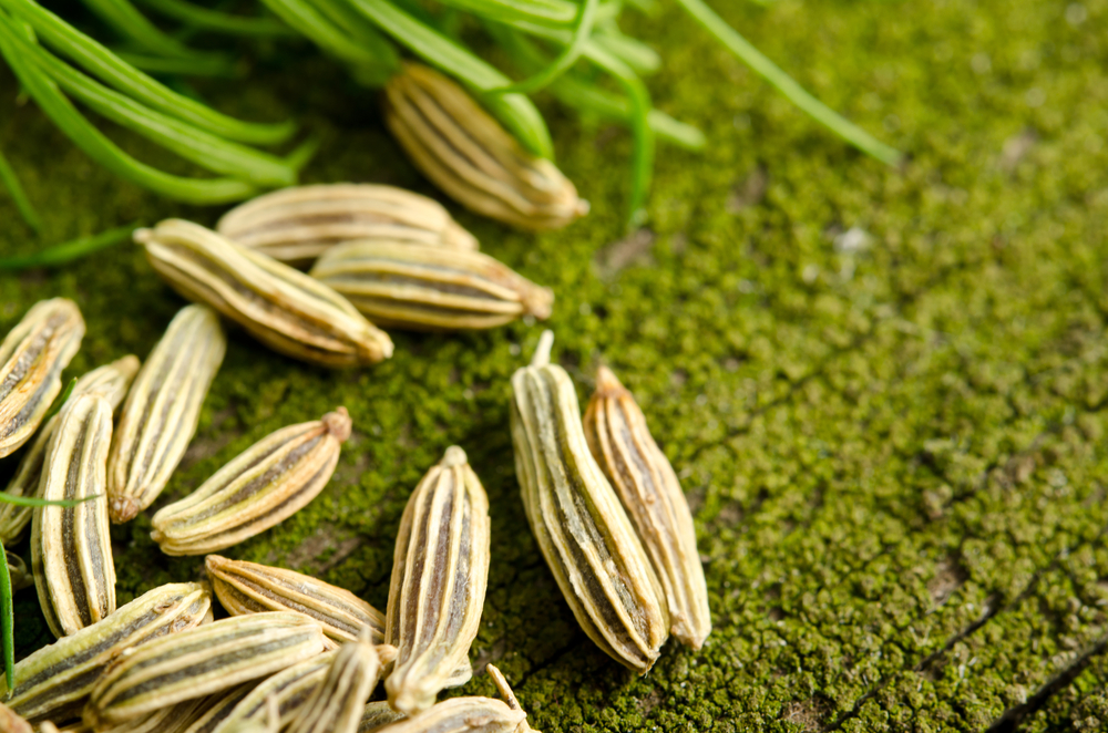 fennel