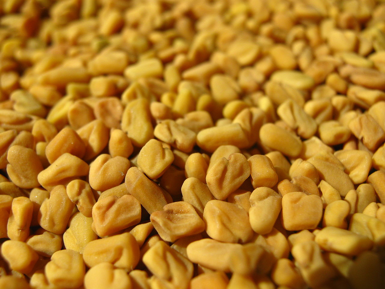 fenugreek-01