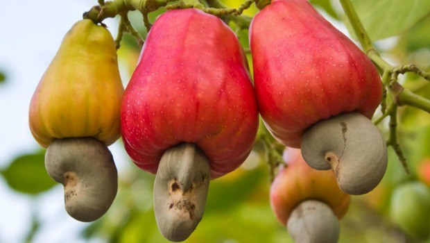 raw-cashewnut