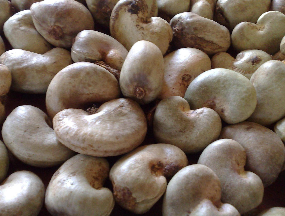 raw-cashewnut