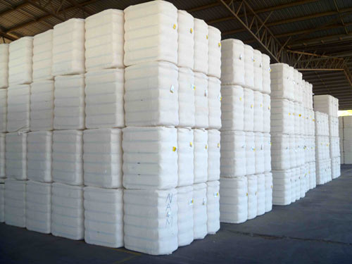 raw-cotton