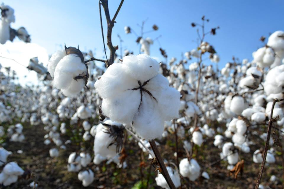 raw-cotton