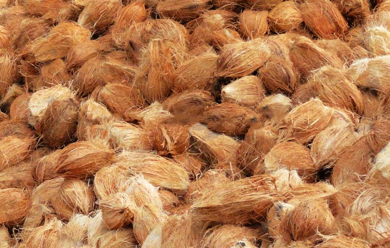 semi-husked-coconuts