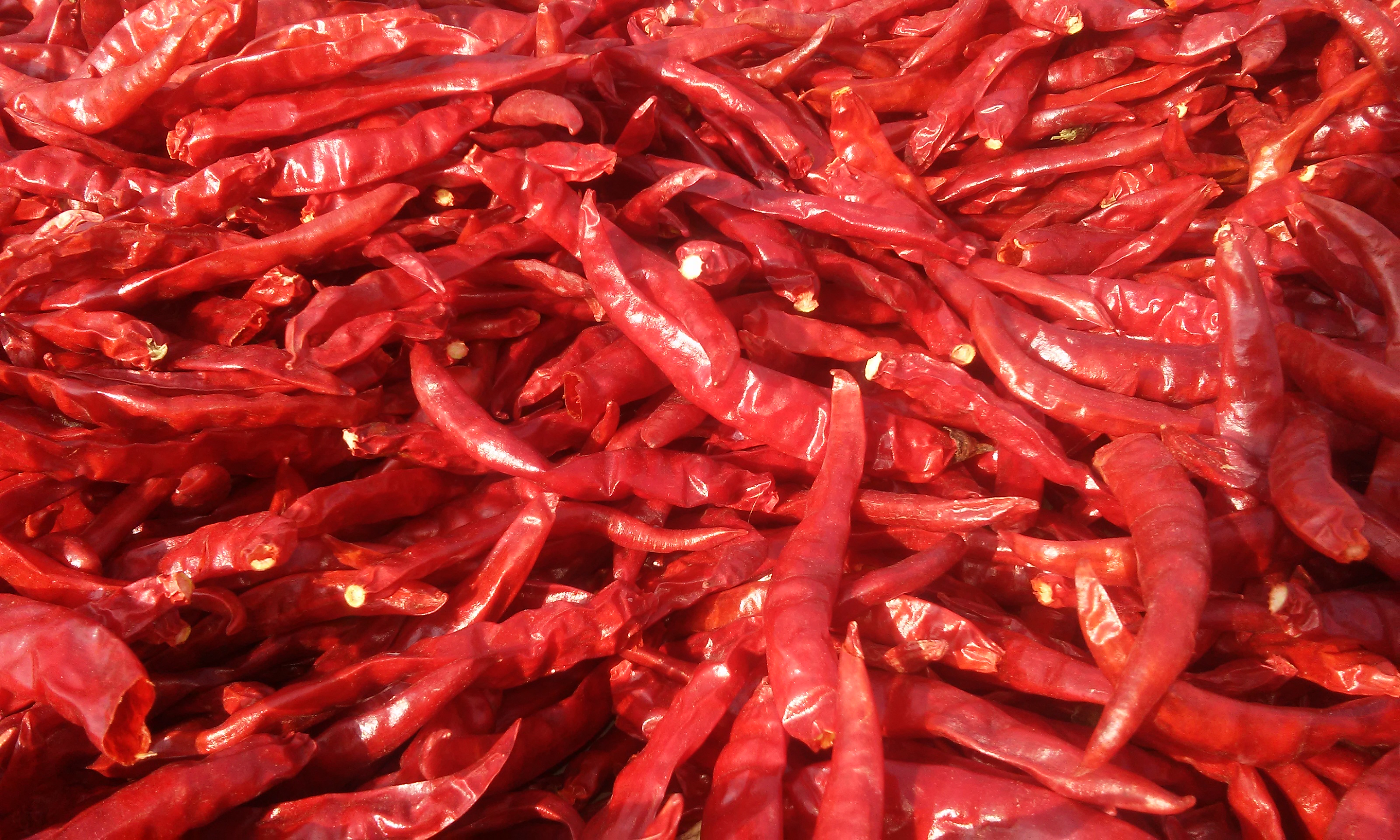 teja-chilli