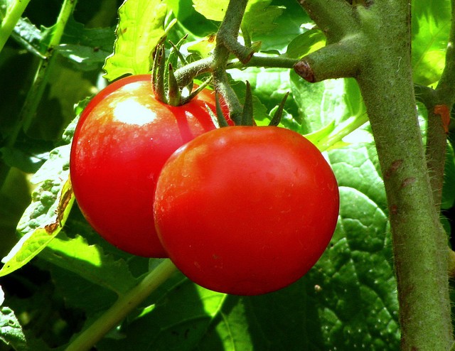tomato