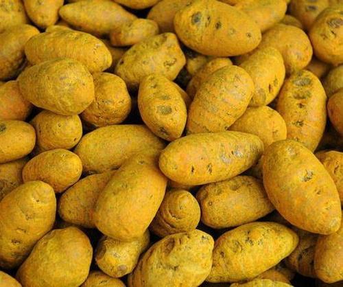 turmeric-bulb