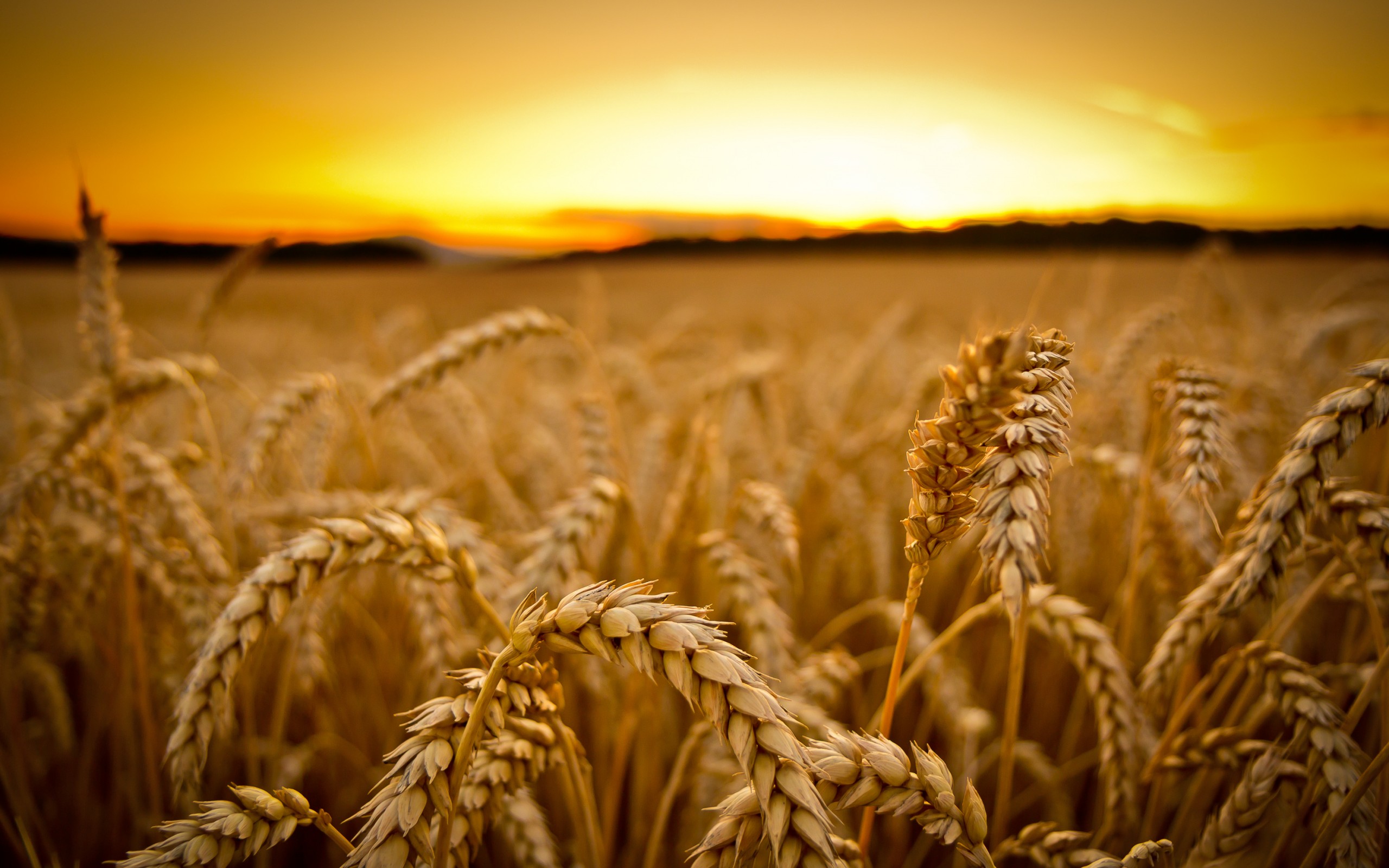 wheat