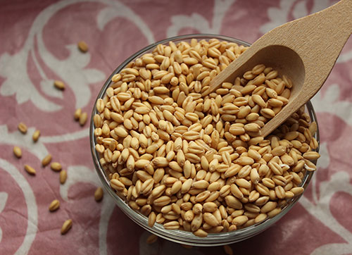 wheat