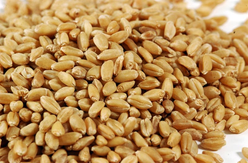 wheat