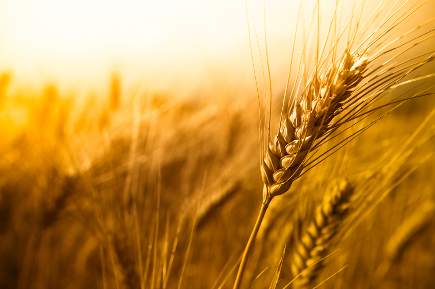 wheat