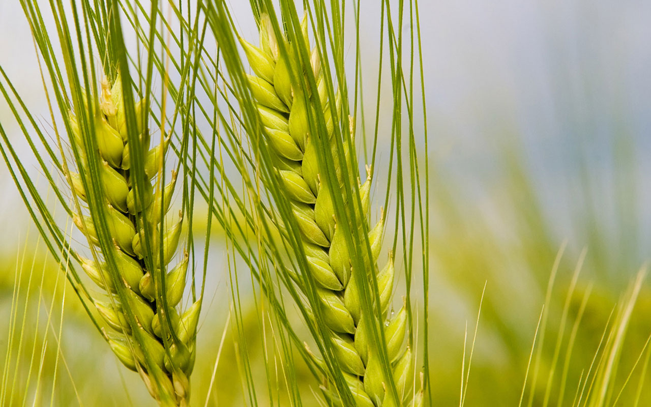 wheat
