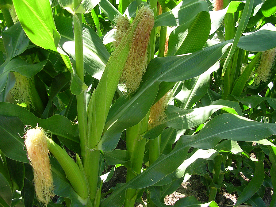 white-corn-03