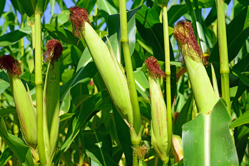 yellow-corn-01